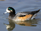 Chiloe Wigeon (WWT Slimbridge 20) - pic by Nigel Key